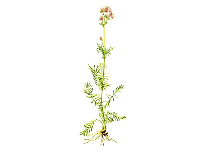Valeriana officinalis - Baldriantee kaufen