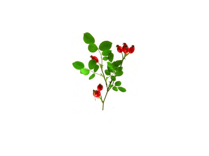 Rosehip (Cynosbati Fructus) (Organic) 