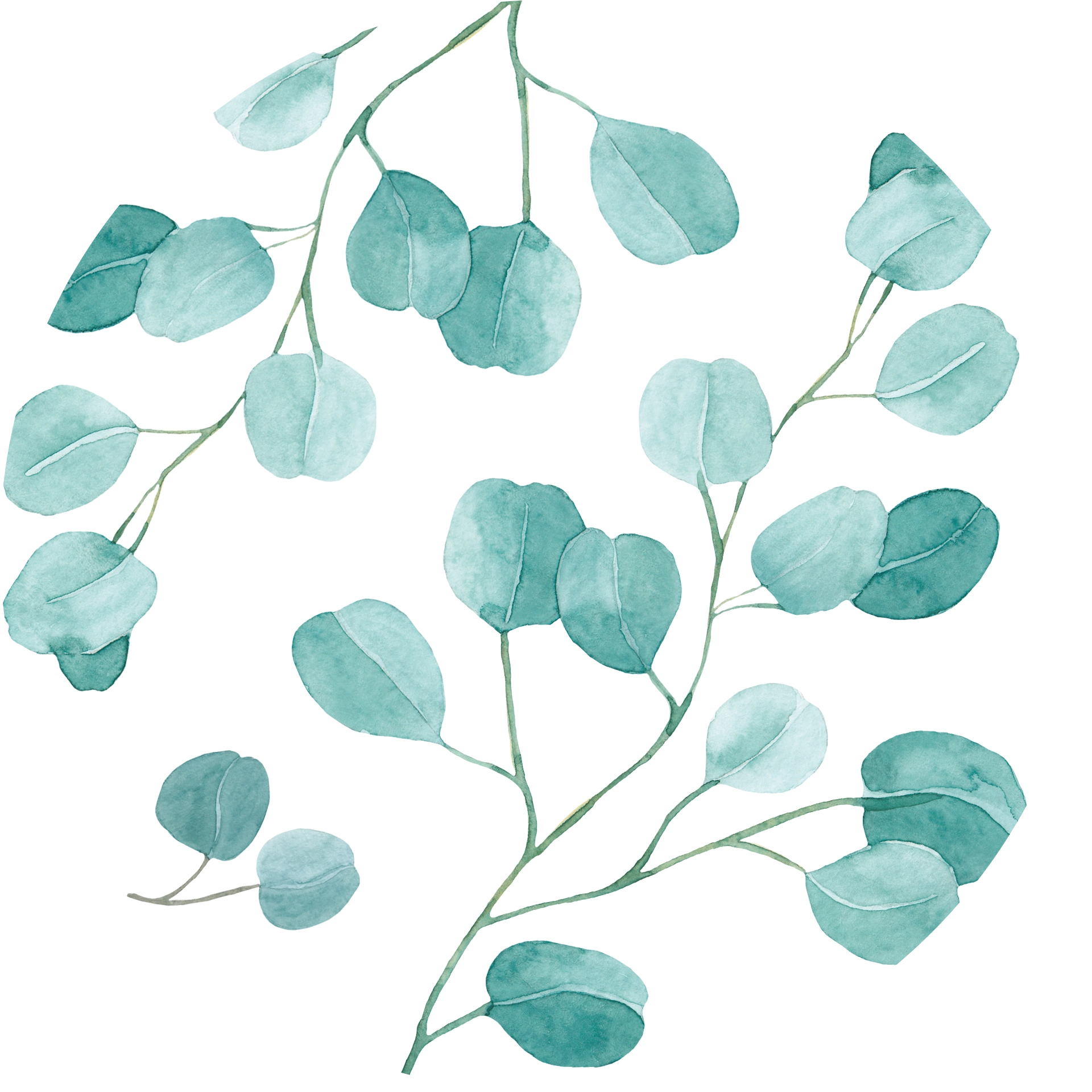 Eukalyptus 