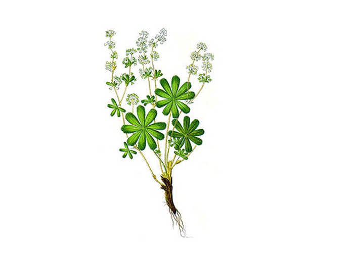 Alchémille (Alchemilla vulgaris) (bio)