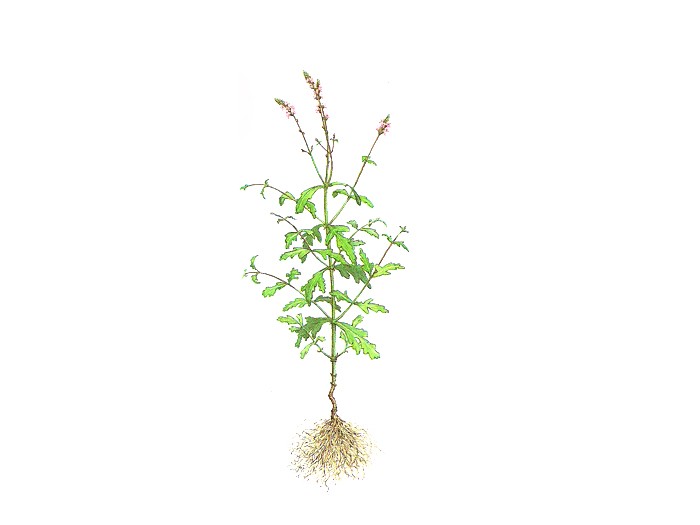 Eisenkraut  (Verbenae officialis) Bio