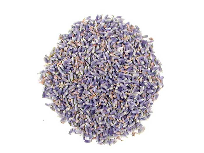 Bio Lavendel - Lavandula officinalis