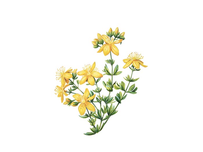 St. John's Wort (Hypericum Perforatum) (Organic) 