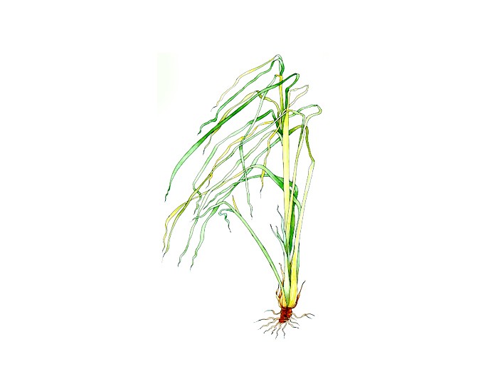 Zitronengras (Cymbopogon citratus) (Bio) 