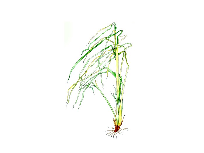 Citronnelle (Cymbopogon citratus) (Bio) 