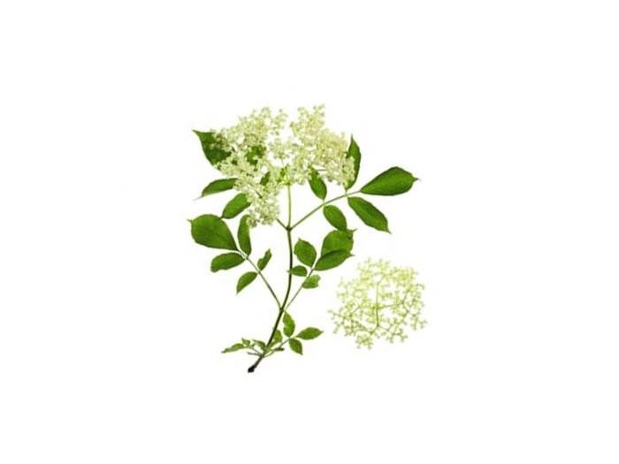 Elderflower (Sambucus nigra) (organic) 