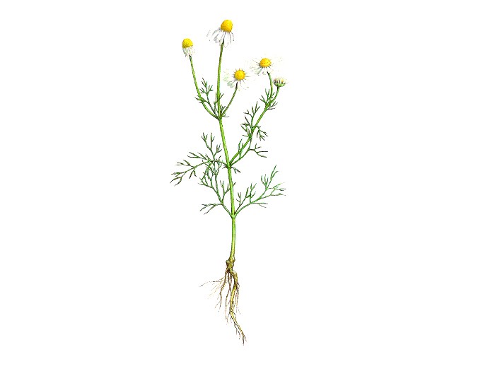 Kamillebloemen (Matricaria chamomilla) (biologisch)