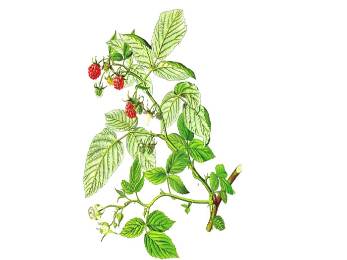 Himbeerblätter (Rubus idaeus) (Bio)