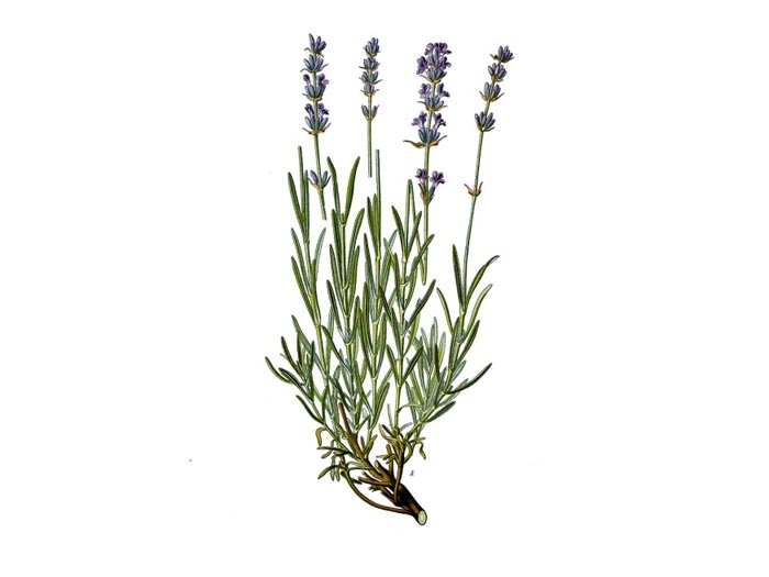 Bio Lavendel - Lavandula officinalis