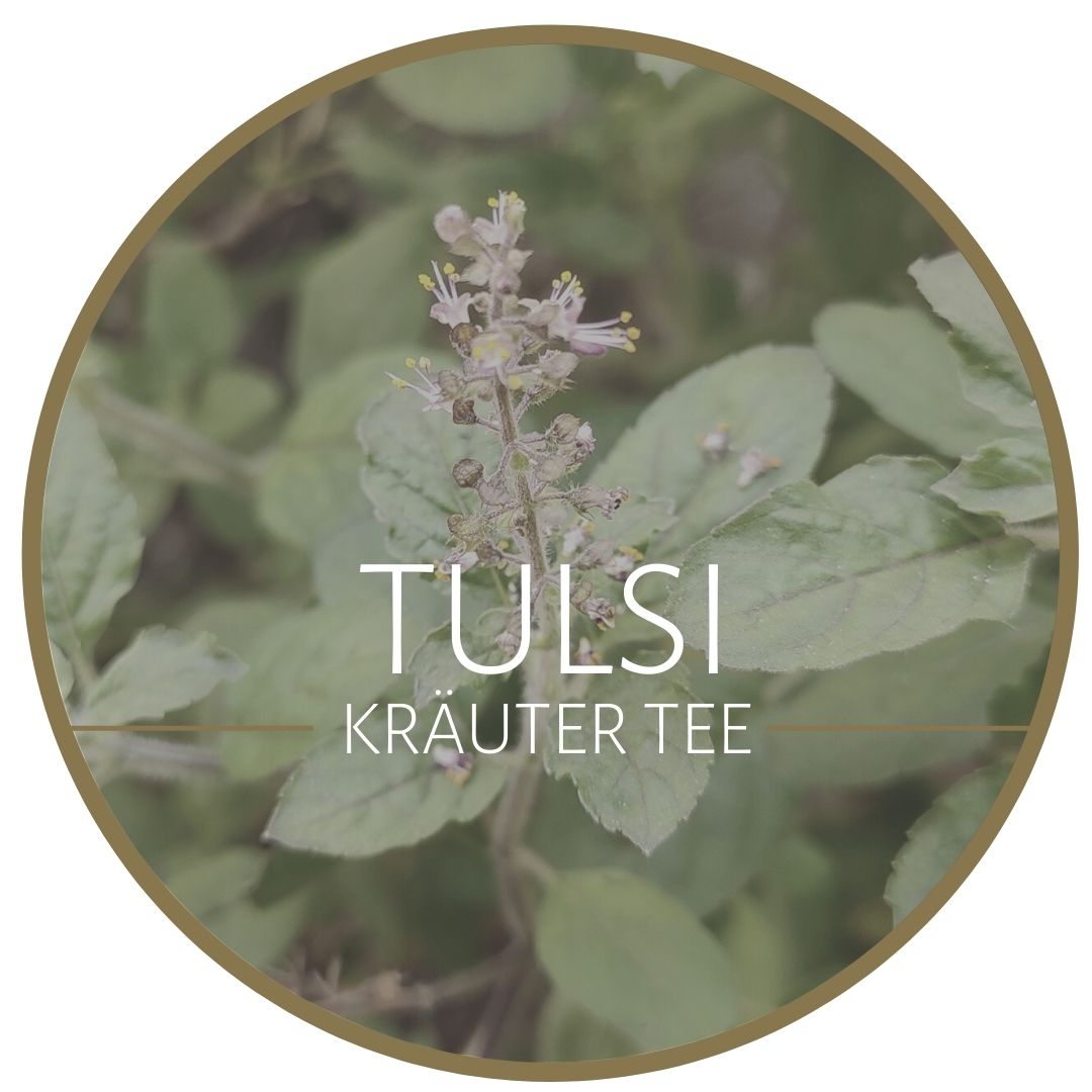 Tulsi Tee kaufen