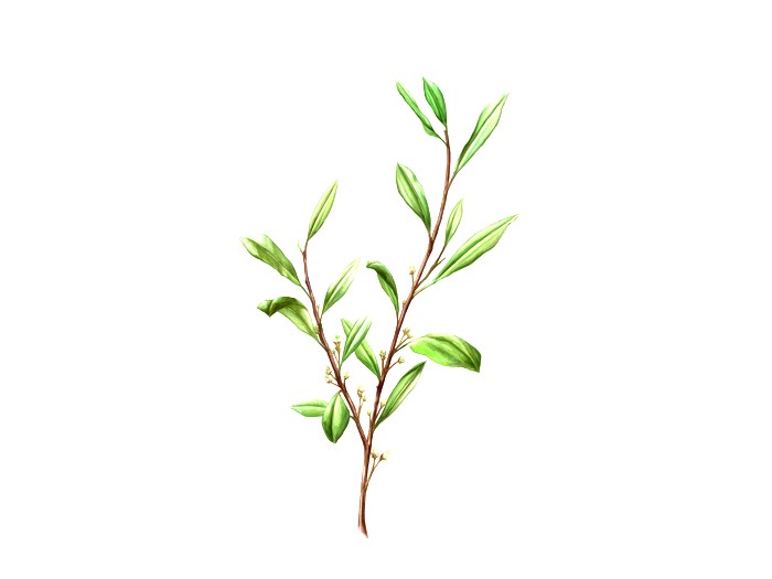 Thé maté (bio) - Ilex paraguensis