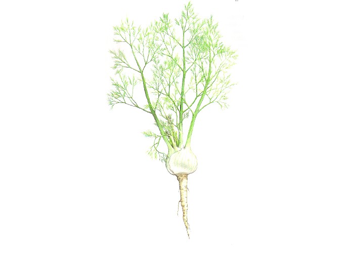 Fenchel - Foeniculum vulgare - Bio