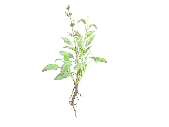 Salie (Salvia officinalis) (biologische)